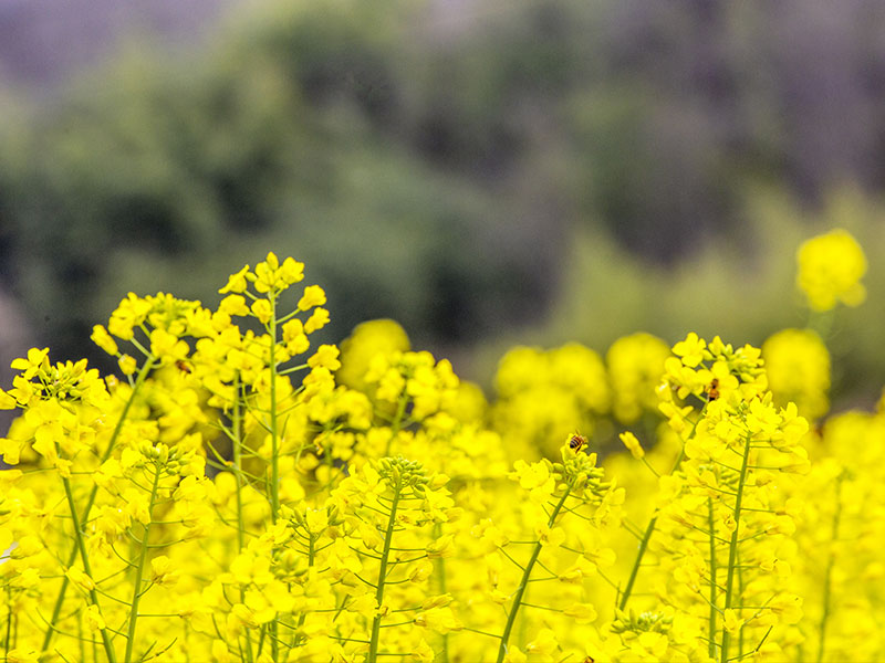 蒸汽发生器如何作用于榨菜籽油呢？(图1)